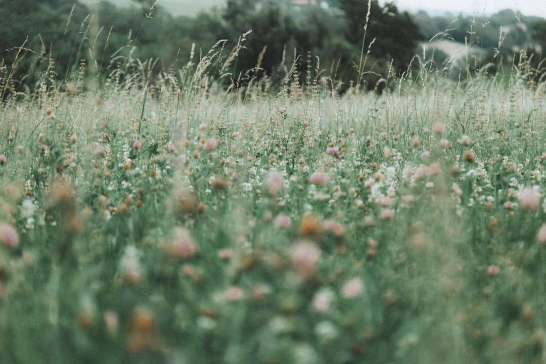 czerwone kwiaty na zielonym polu trawy w ciągu dnia puzzle online