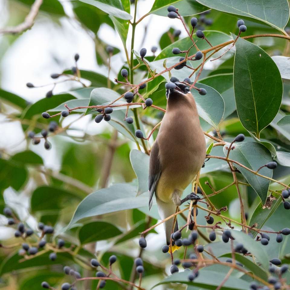 brązowy ptak na gałęzi drzewa w ciągu dnia puzzle online