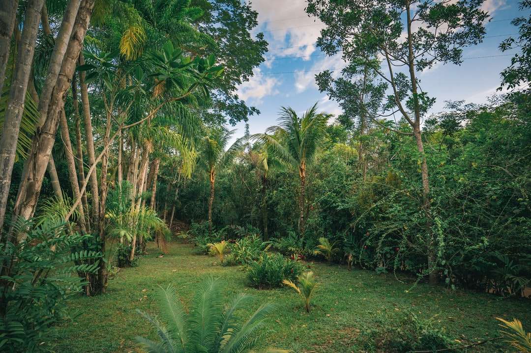 zielone pole trawy otoczone palmami puzzle online