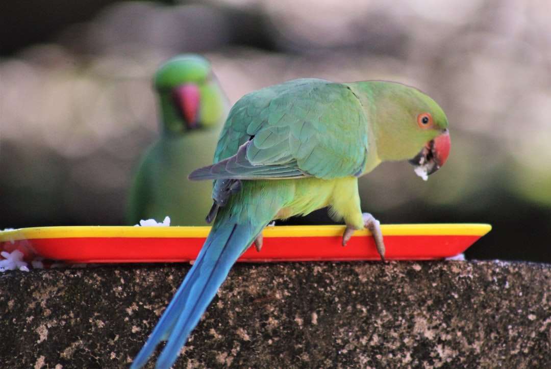 zielony i żółty ptak na pomarańczowym pasku puzzle online