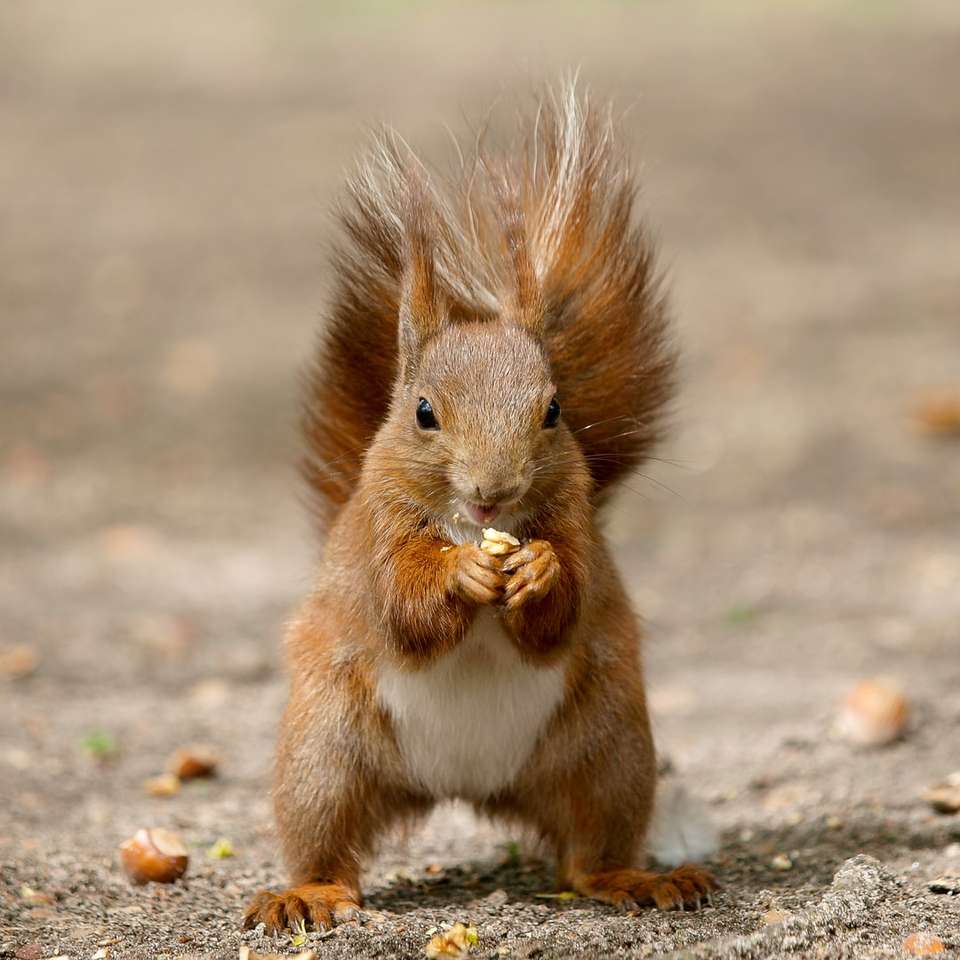 brązowa wiewiórka na szarej ziemi w ciągu dnia puzzle online