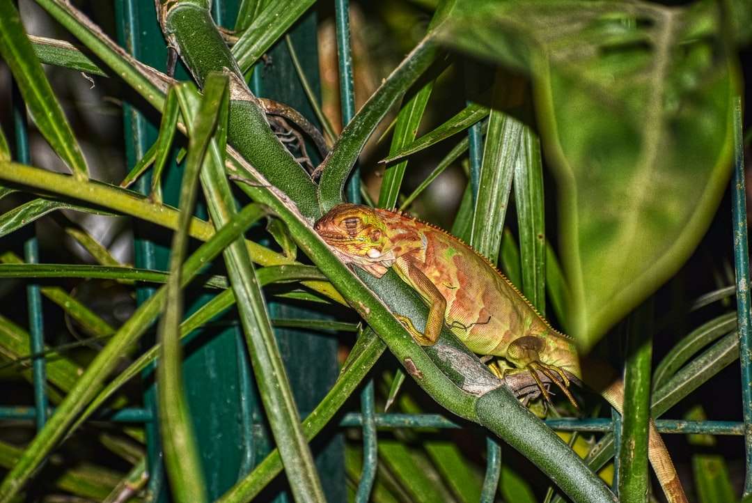 zielona i brązowa jaszczurka na zielonych liściach puzzle online