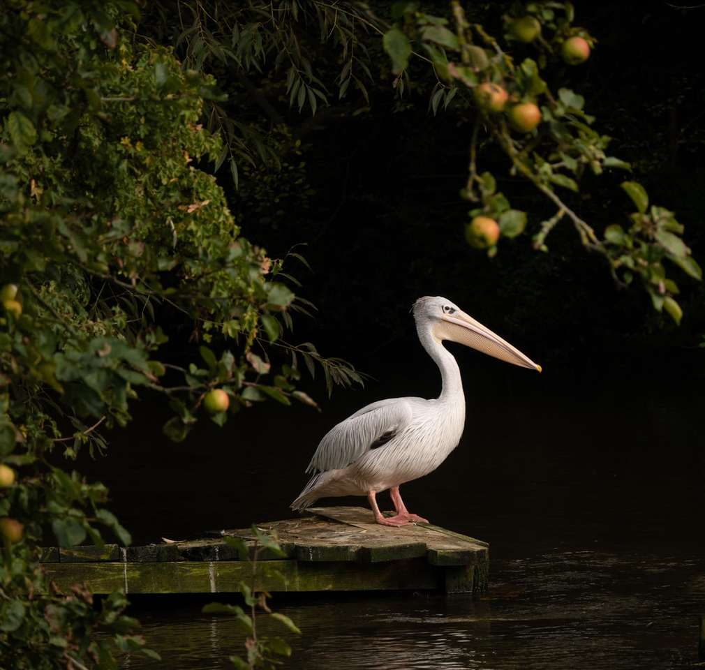 biały pelikan na brązowym drewnianym doku w ciągu dnia puzzle online