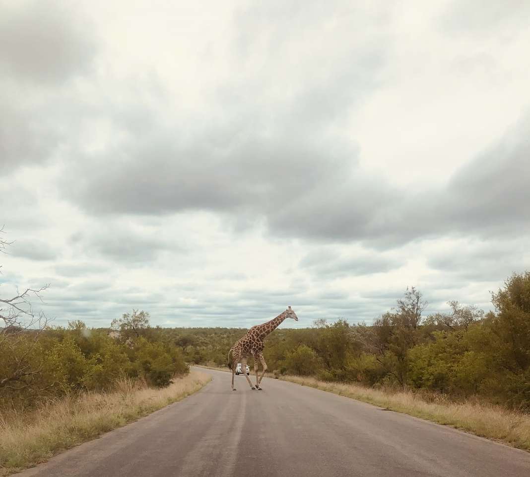 żyrafa na drodze pod zachmurzonym niebem w ciągu dnia puzzle online