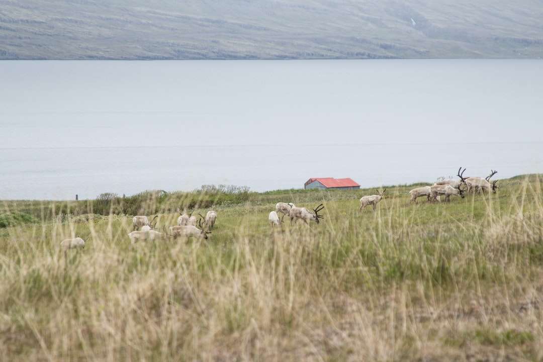 stado owiec na polu zielonej trawie w pobliżu zbiornika wodnego puzzle online