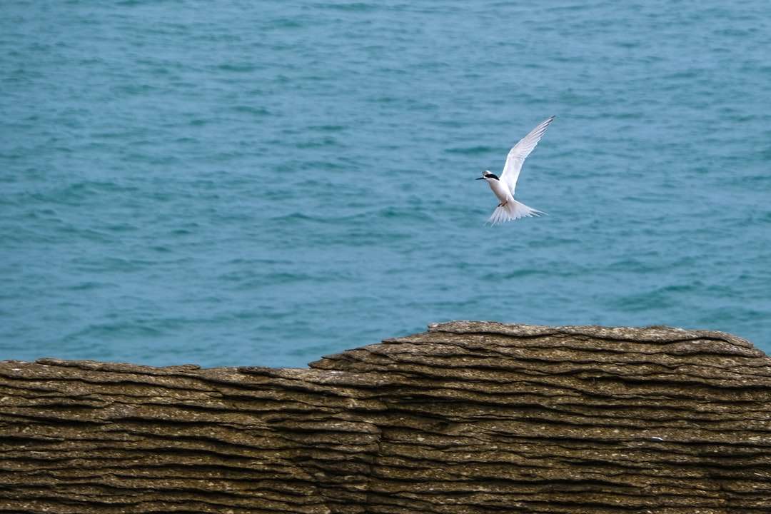 biały ptak lecący nad morzem w ciągu dnia puzzle online