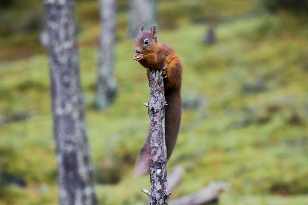 brązowa wiewiórka na gałęzi drzewa w ciągu dnia puzzle online