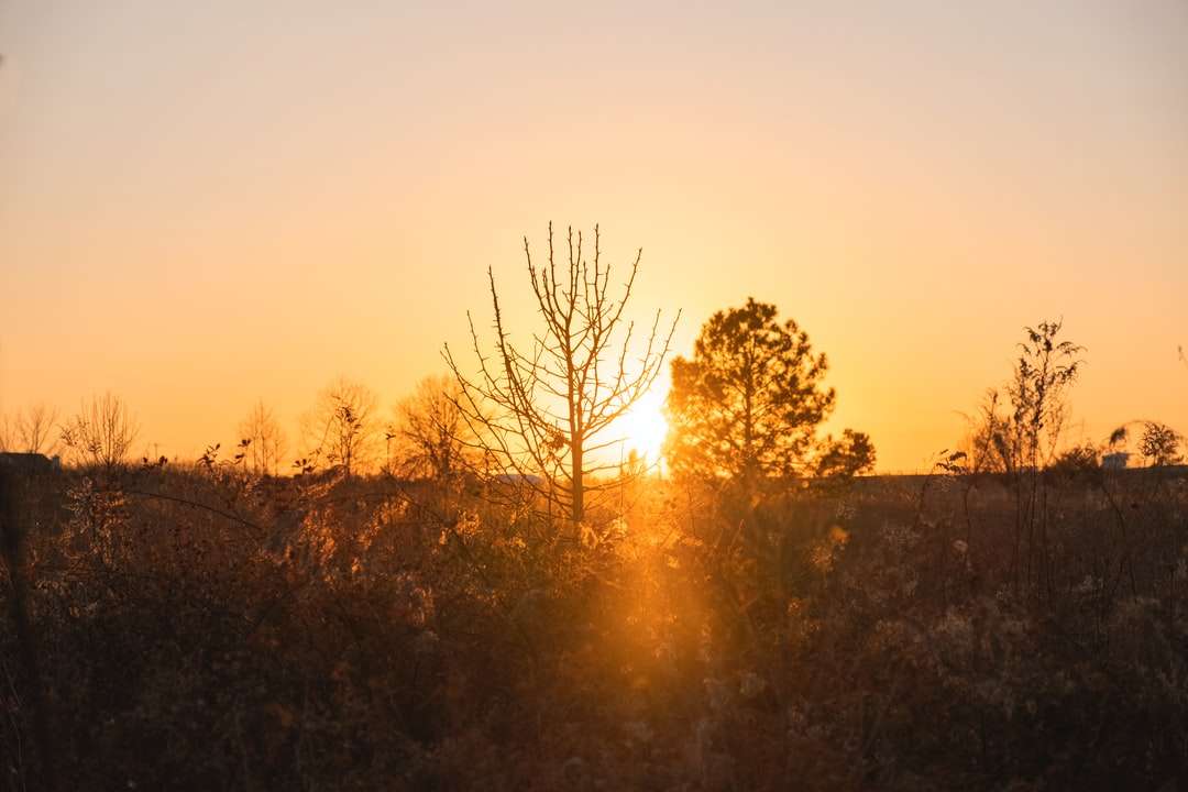 bezlistne drzewa na polu podczas zachodu słońca puzzle online