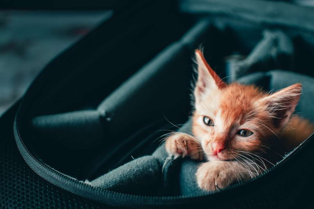 pomarańczowy pręgowany kot na czarnym skórzanym foteliku samochodowym puzzle online