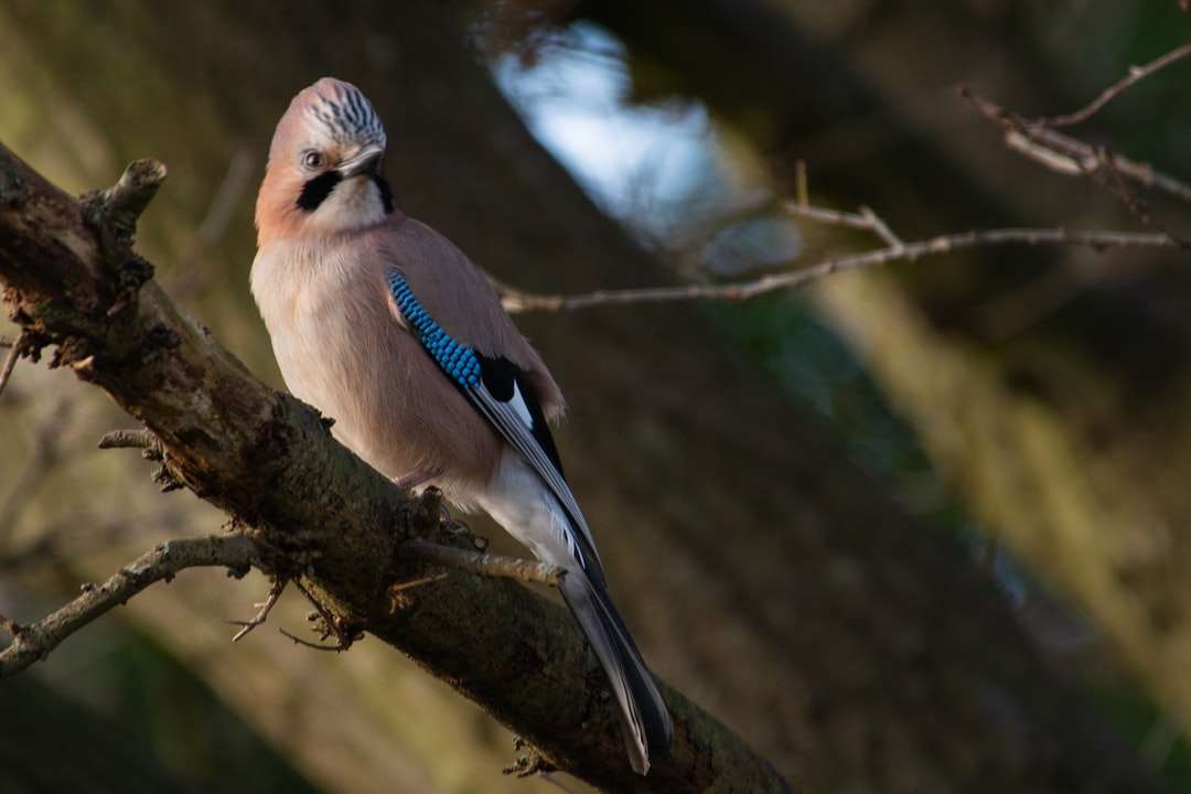 niebieski i biały ptak na gałęzi drzewa brązowy puzzle online