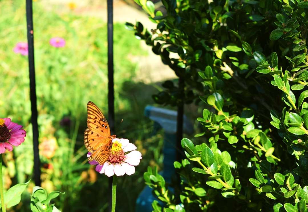 brązowy motyl siedzący na białym kwiecie w ciągu dnia puzzle online