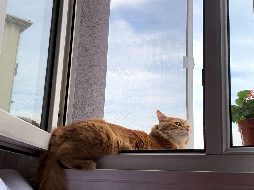 pomarańczowy pręgowany kot leżący na oknie puzzle online