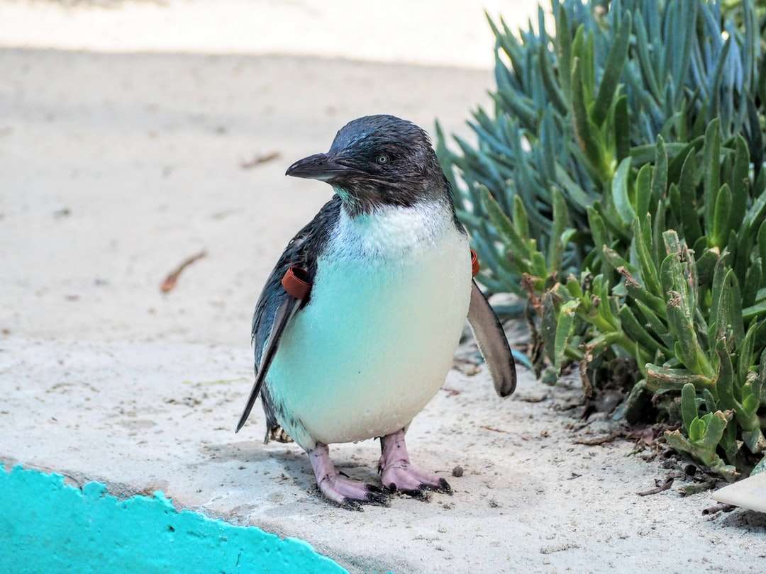 biały i czarny pingwin na białym piasku w ciągu dnia puzzle online