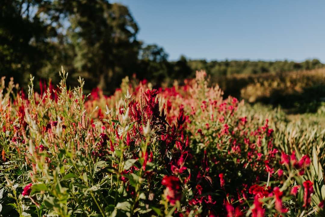 czerwone kwiaty pod błękitnym niebem w ciągu dnia puzzle online
