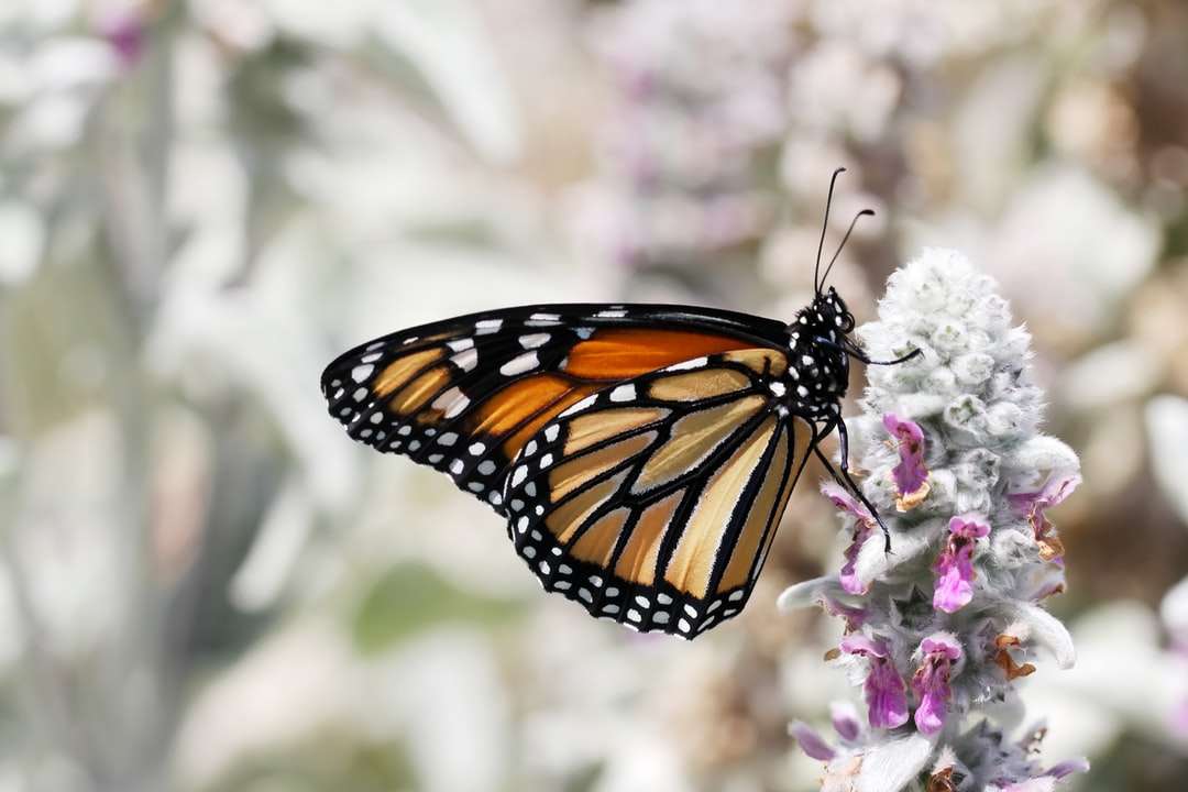 motyl monarcha siedzący na purpurowy kwiat puzzle online