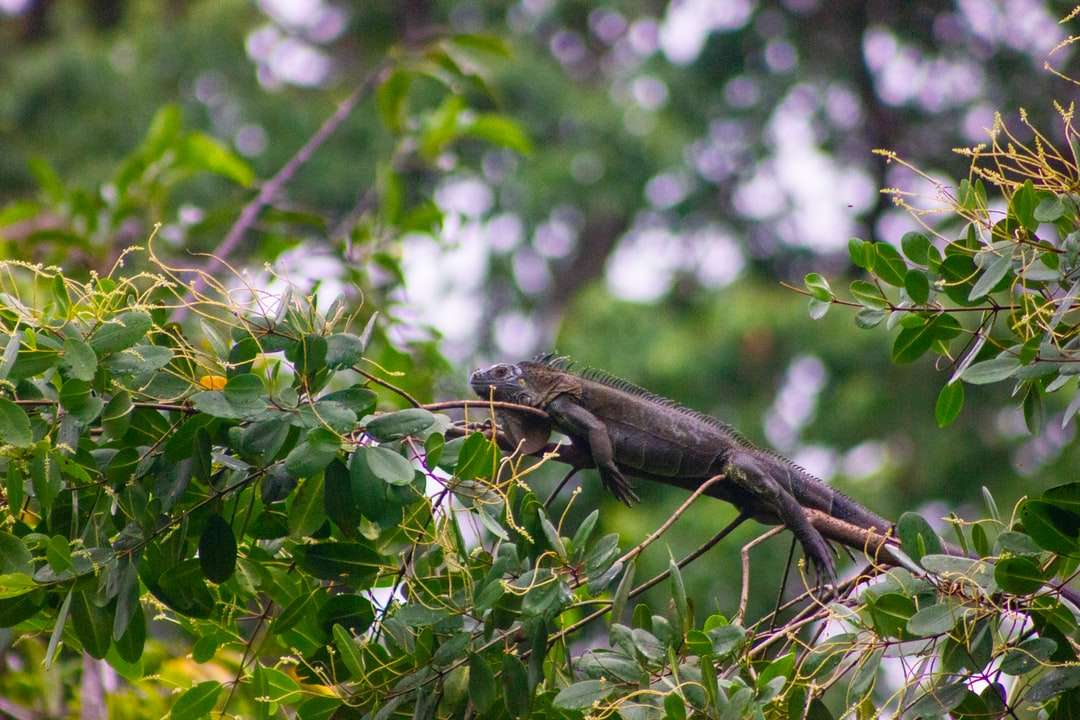 brązowa i czarna jaszczurka na zielonym drzewie liści w ciągu dnia puzzle online