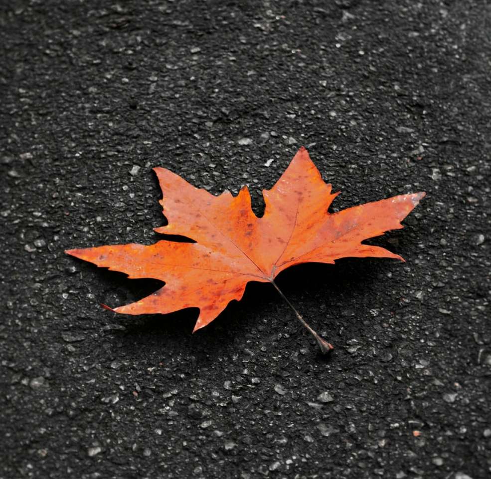 czerwony liść klonu na czarnej betonowej podłodze puzzle online