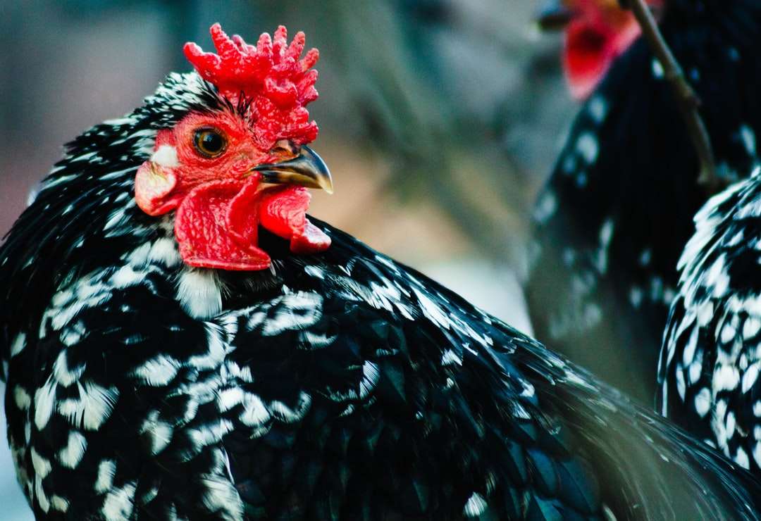 czarno-biały kurczak w fotografii z bliska puzzle online