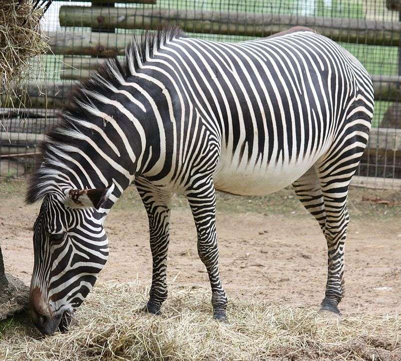 Zebra pręgowana puzzle online