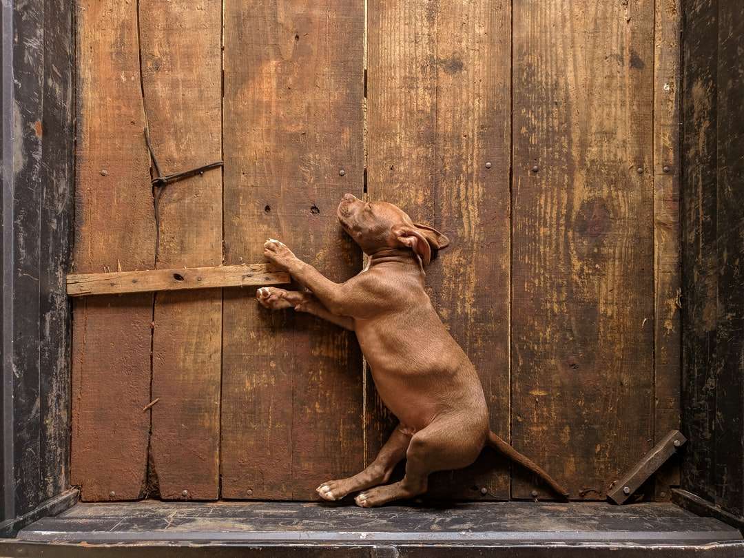 brązowy pies krótkowłosy leżący na drewnianej podłodze puzzle online