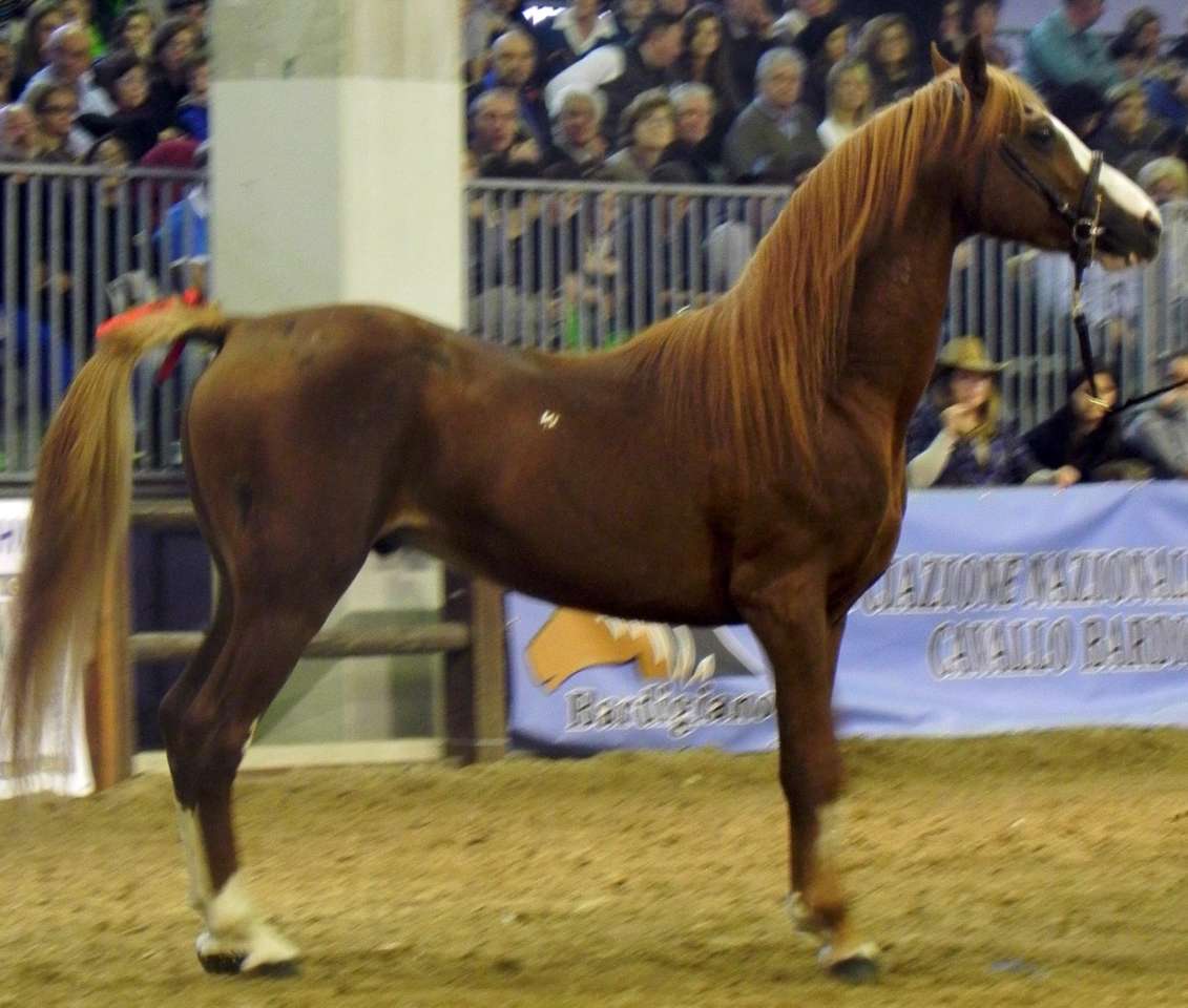 Persano - Salernitano Horse Włochy puzzle online