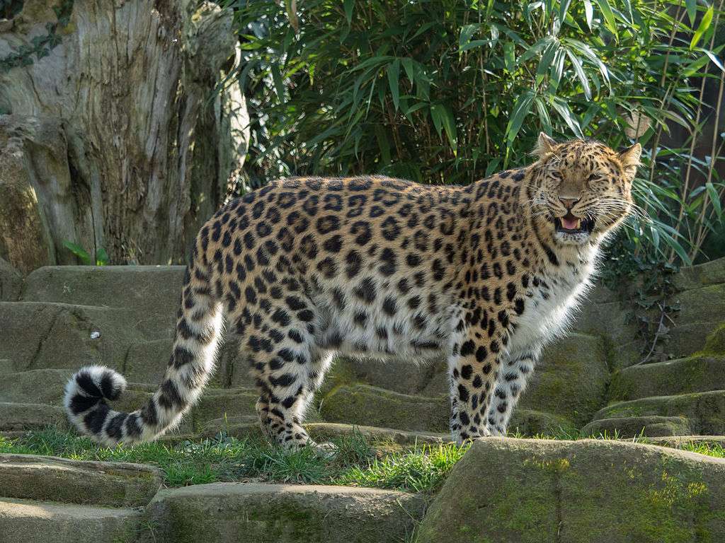 Amur leopard puzzle online