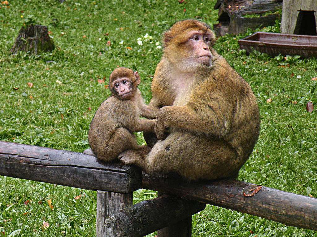 Barbary macaque puzzle online