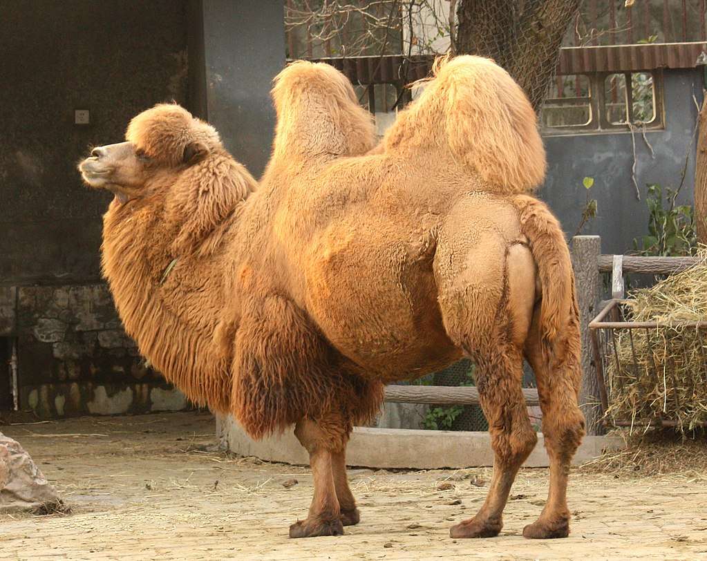 Bactrian camel puzzle online