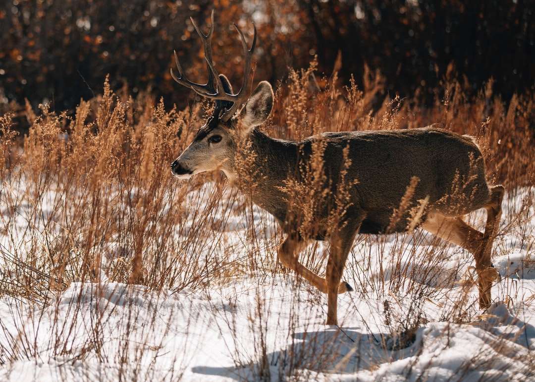 brązowy jeleń na polu pokryte śniegiem w ciągu dnia puzzle online