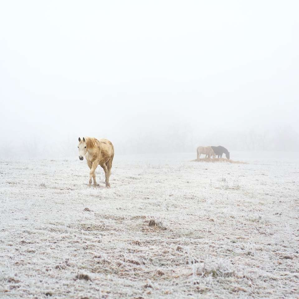 brązowa krowa na białym piasku w ciągu dnia puzzle online
