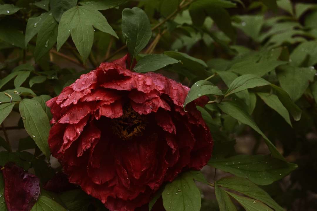 czerwony kwiat z zielonymi liśćmi puzzle online