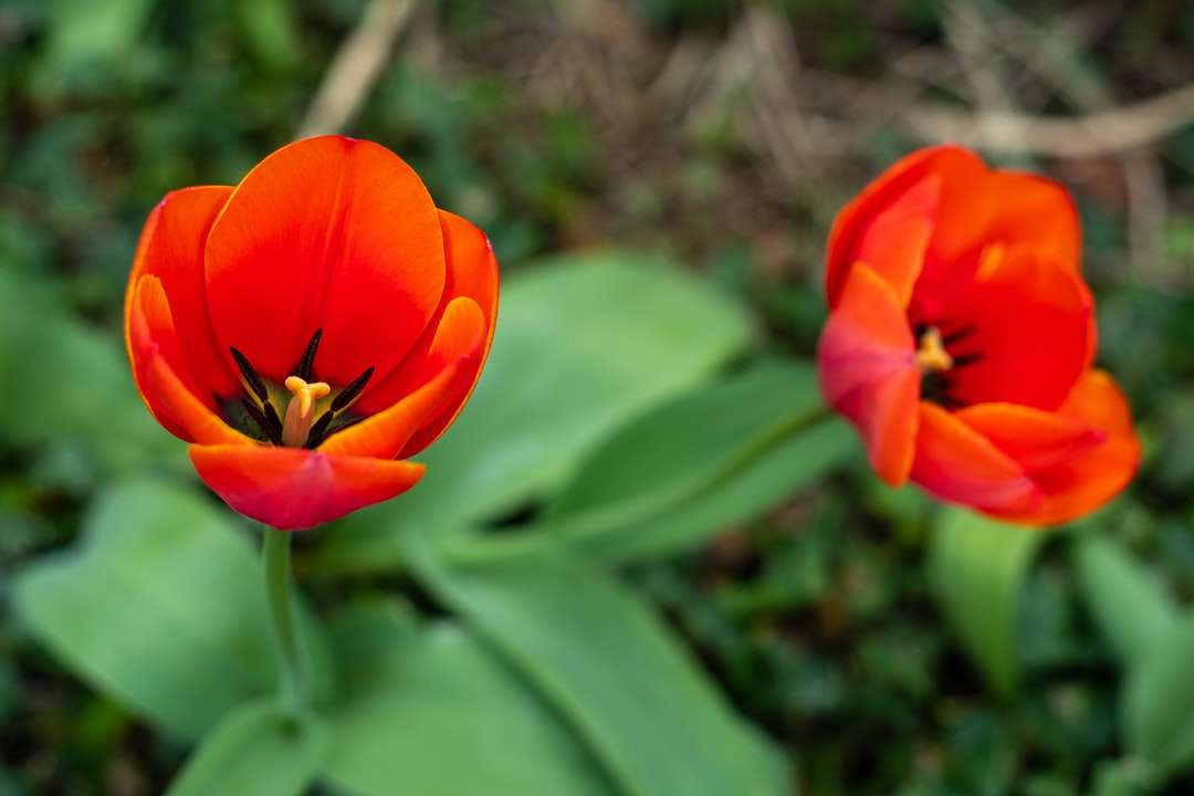 floare roșie în lentilă de înclinare puzzle
