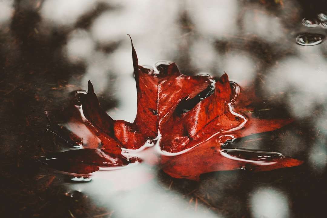 czerwony i czarny liść w fotografii z bliska puzzle online