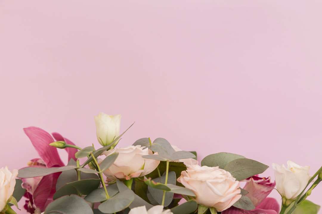 białe i różowe kwiaty róży puzzle online