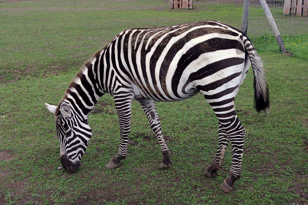 Zebra sawannowa puzzle online