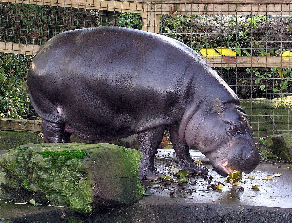 Hipopotamek karłowaty puzzle online