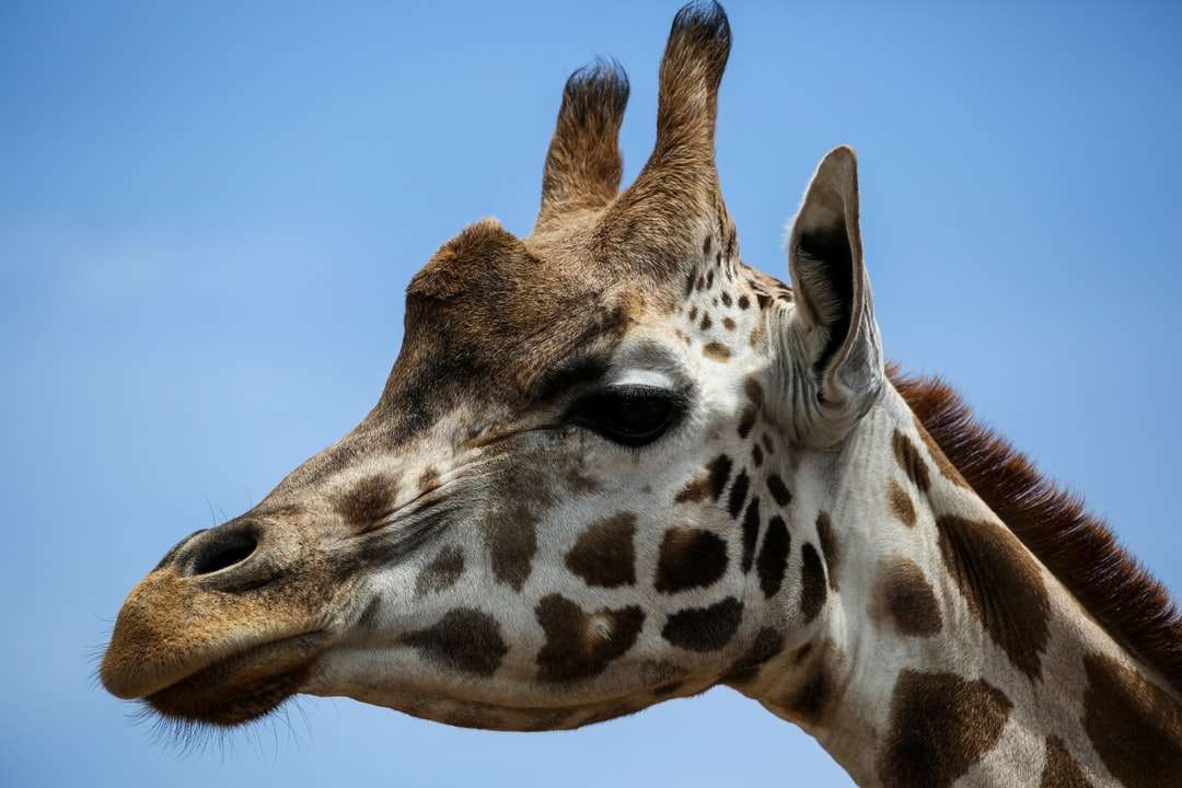 brązowa żyrafa pod błękitnym niebem w ciągu dnia puzzle online