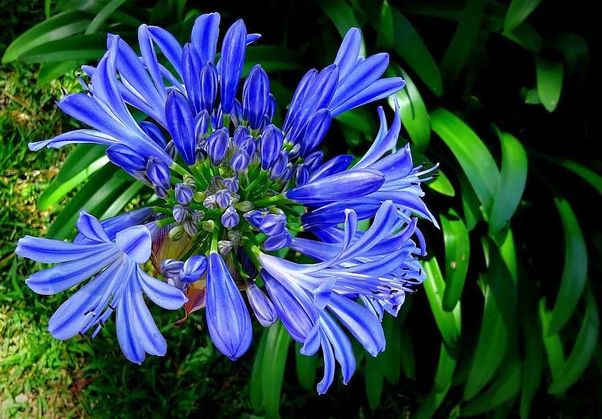 kwiat niebieski egzotyczny puzzle online