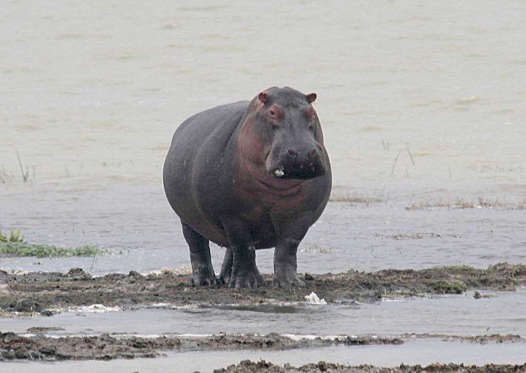 Hipopotam nilowy puzzle online