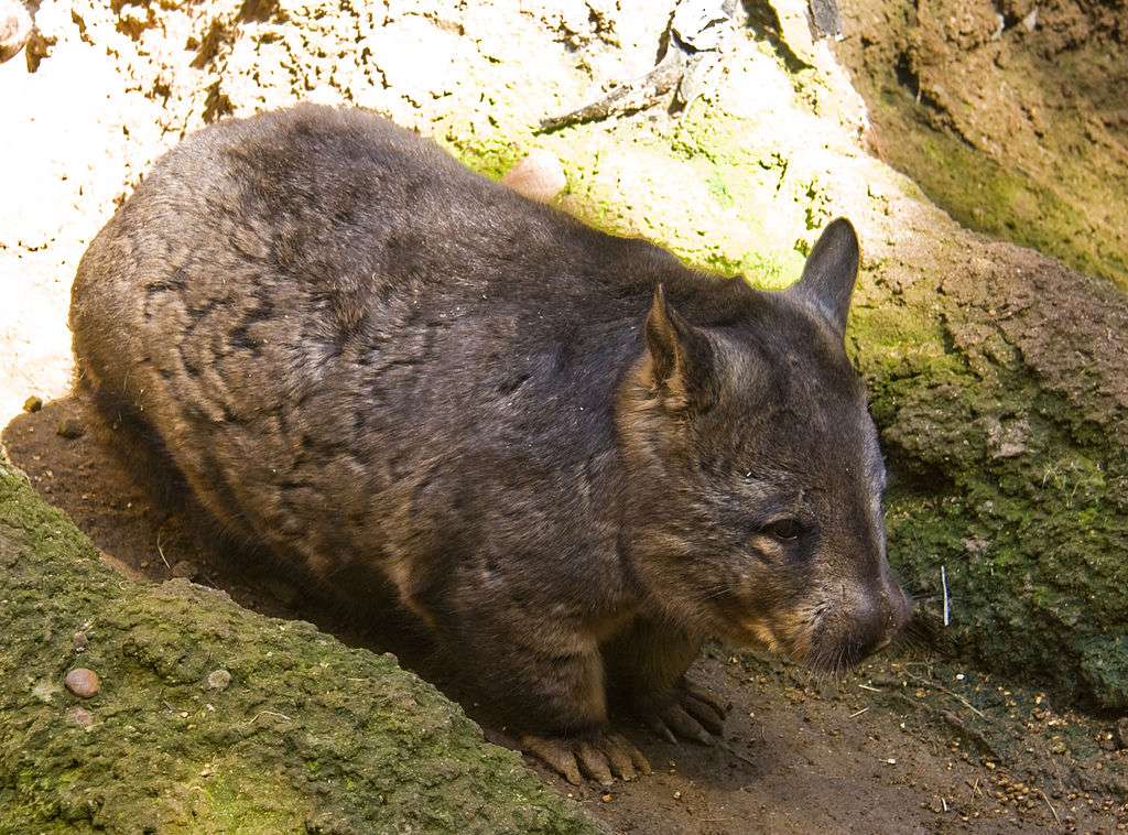 Southern hairy-nosed wombat puzzle online