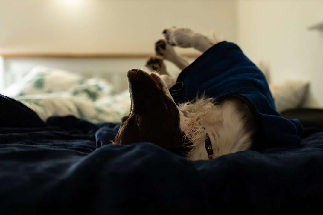 biały i brązowy pies długowłosy leżący na łóżku puzzle online