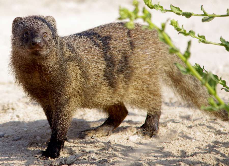 Egyptian mongoose puzzle online