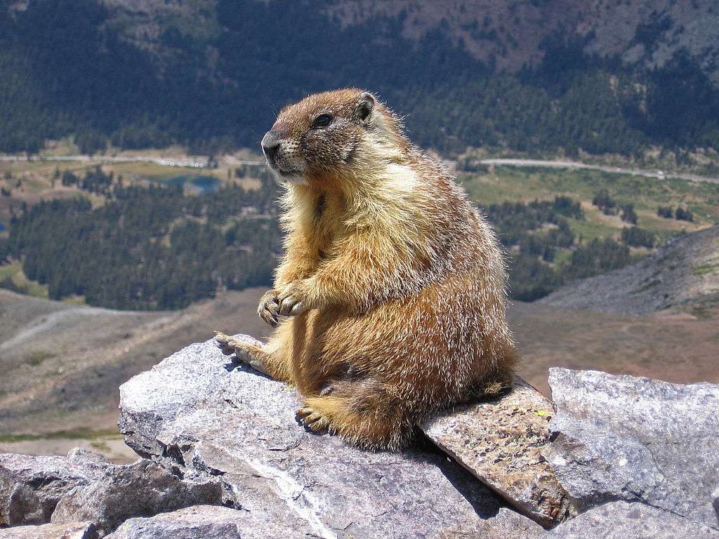 Marmot ...... quebra-cabeça