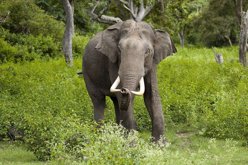 Indian elephant puzzle online