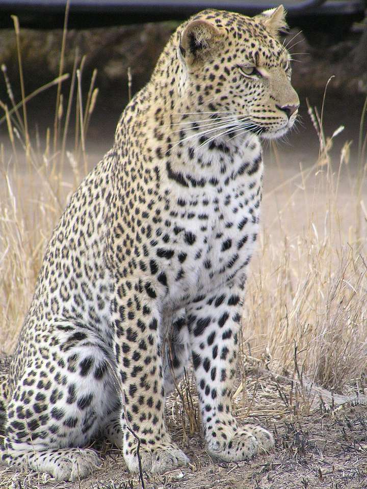 Leopard....... puzzle online