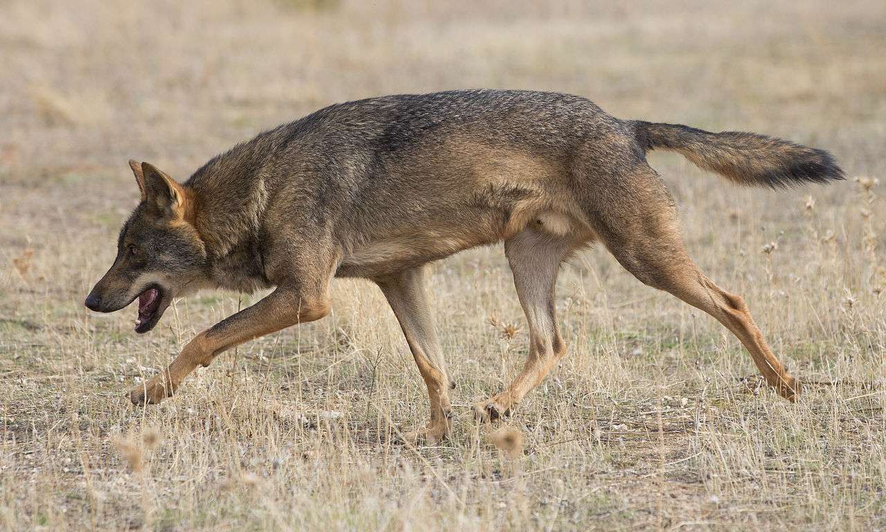 Iberian wolf puzzle online