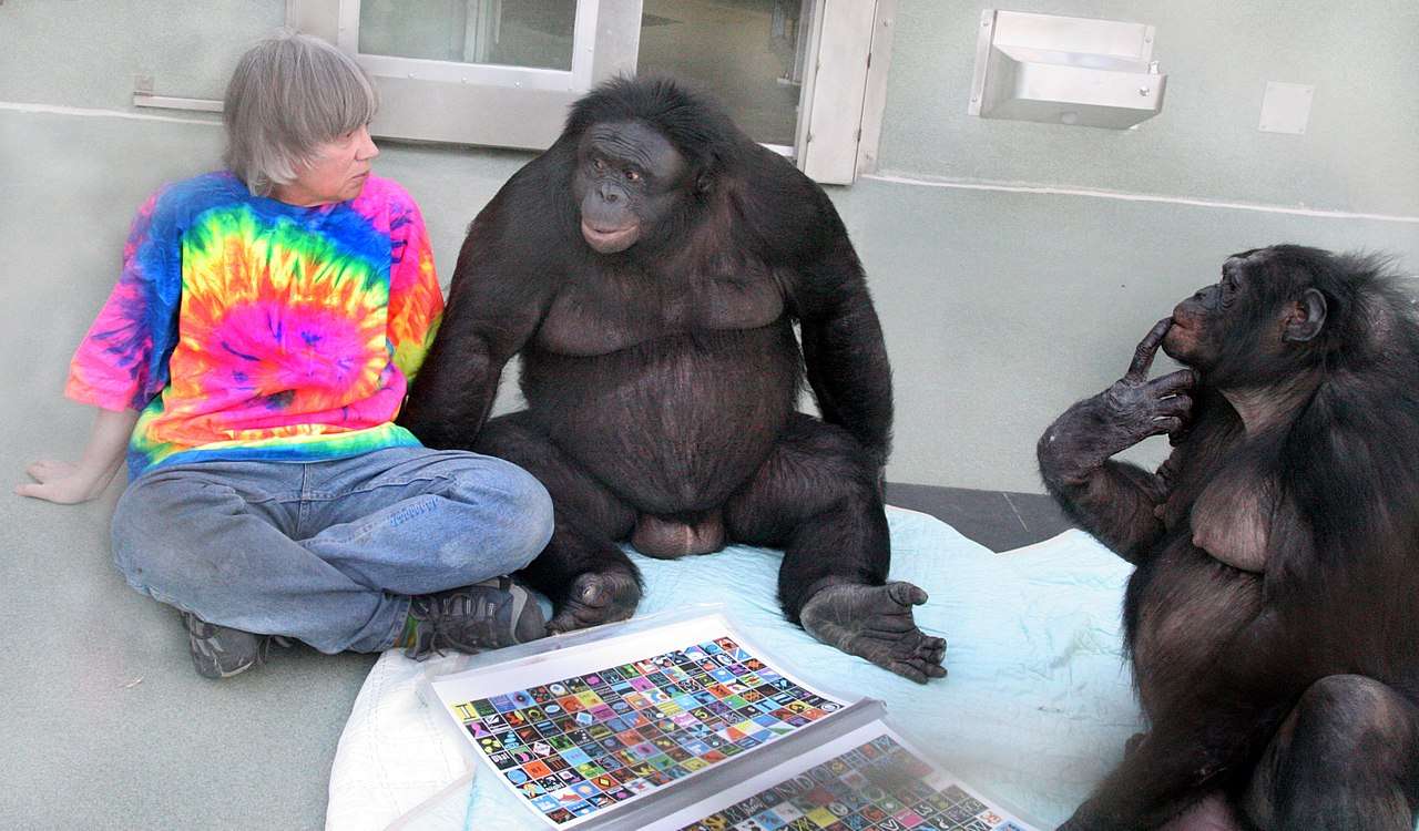 Bonobo....... puzzle online