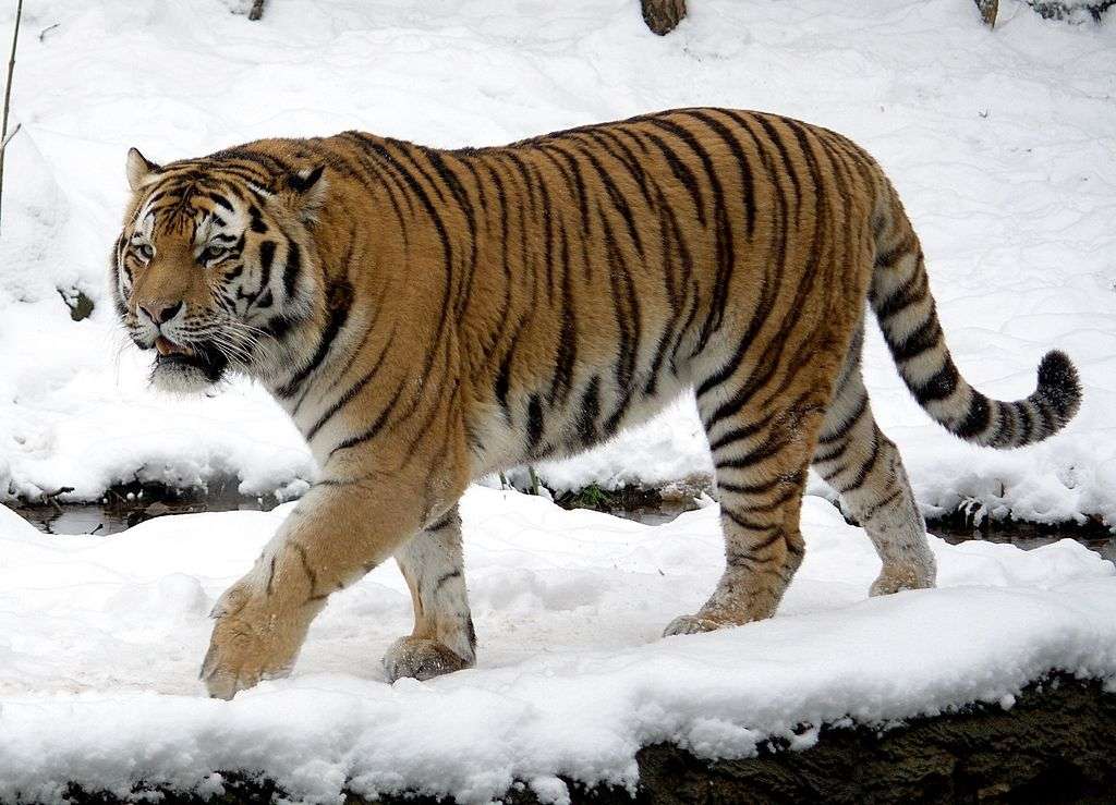 Siberian tiger puzzle online