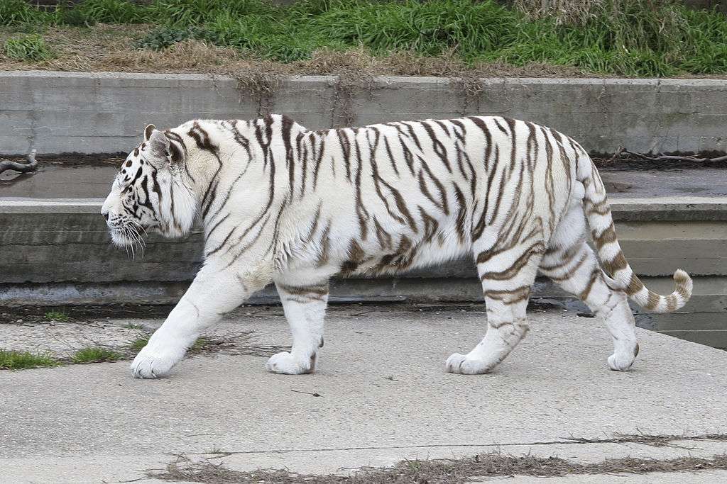 White tiger puzzle online