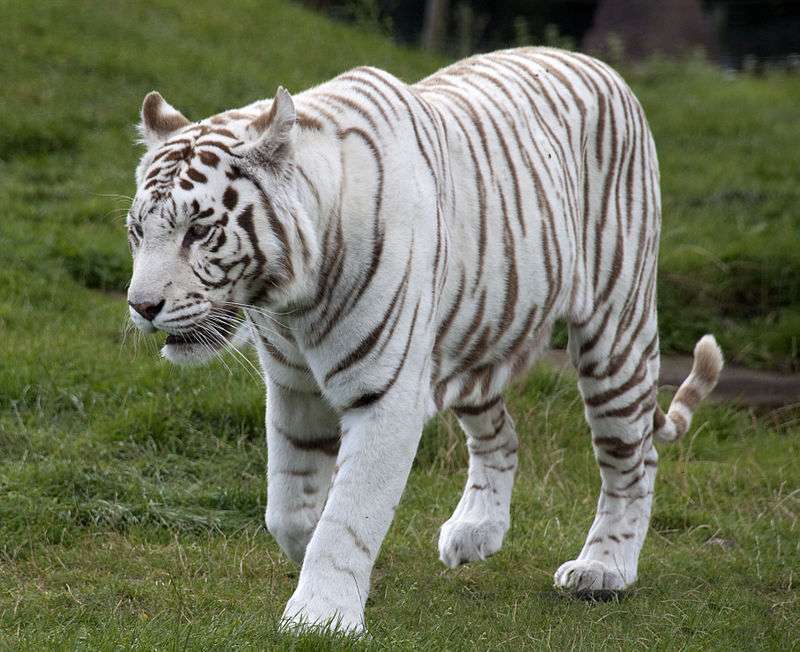 White tiger puzzle online